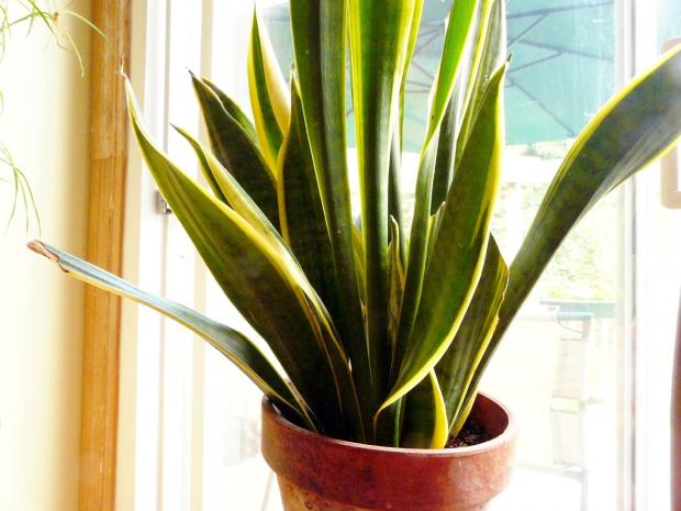 Sansevieria trifasciata