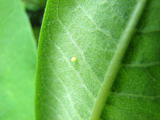 Monarch egg