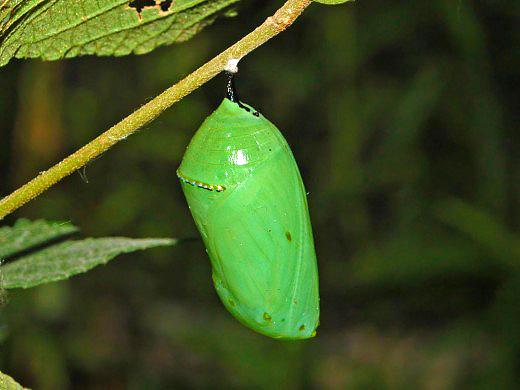 Chrysalide de monarque