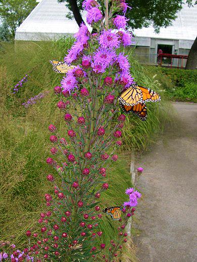 Monarchs on nectar-bearing flowers