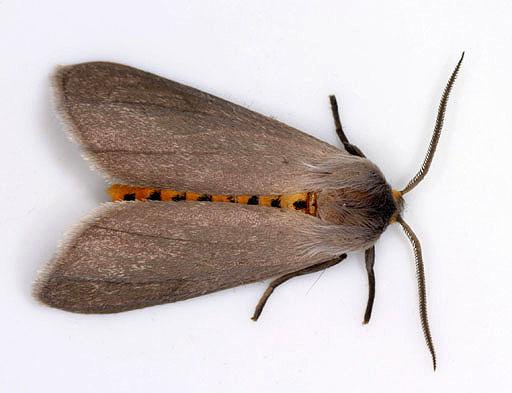 Milkweed tiger moth