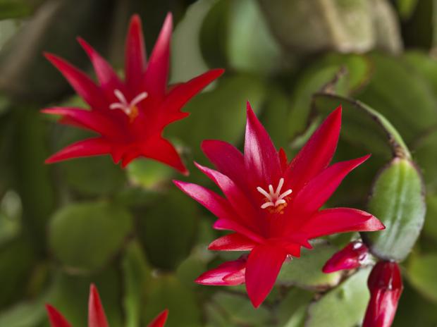 Schlumbergera x buckleyi