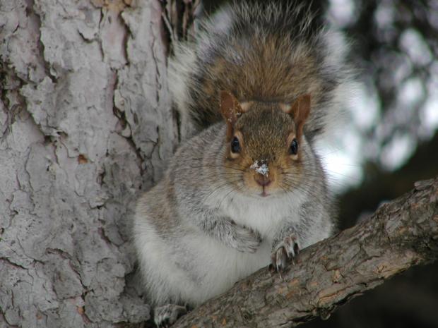 Sciurus carolinensis