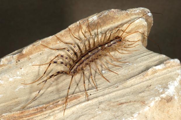 Scutigera coleoptrata