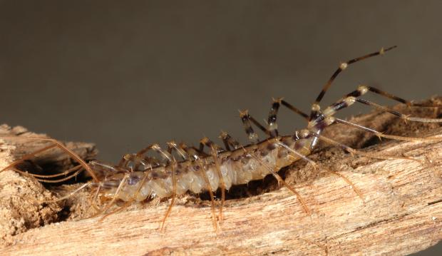Scutigera coleoptrata, Québec, Canada.