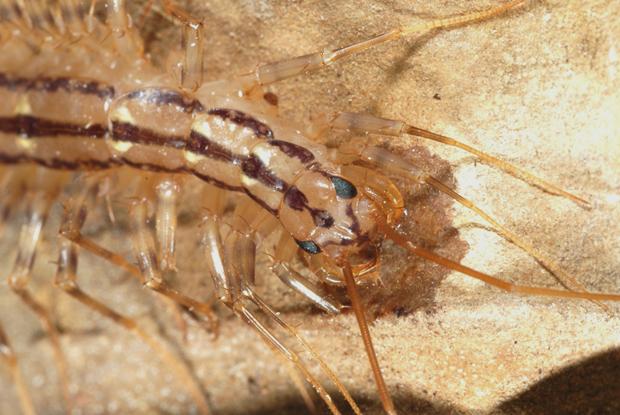 Scutigera coleoptrata, Québec, Canada.