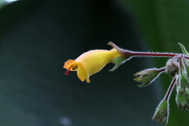 Artificial hybrid between Rhytidophyllum auriculatum and R. rupincola.