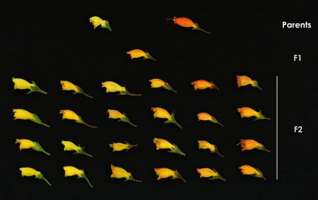 Cross between two species and morphological variation observed in second-generation hybrid population (F2).