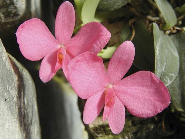 Sophronitis wittigiana