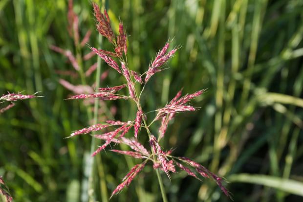 Sorghum