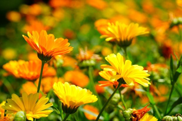 Pot marigold