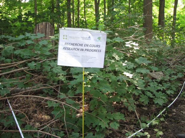 Inventory plot of land in Parc-nature du Bois-de-Saraguay.