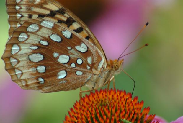 Speyeria cybele, Québec, Canada.