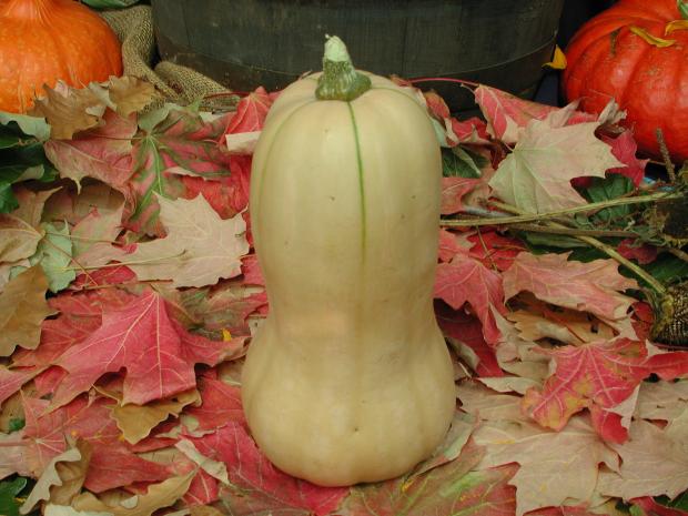 Butternut Squash ‘Early Butternut’