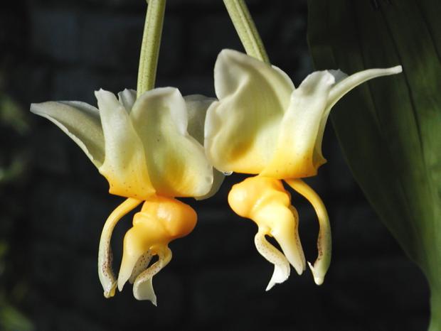 Stanhopea saccata