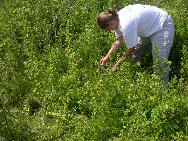 Demographic study of a rare plant by Stéphanie Pellerin.