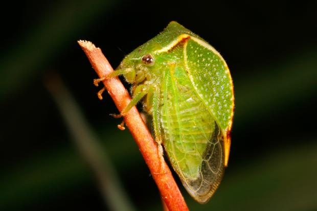 Stictocephala alta, Québec, Canada.