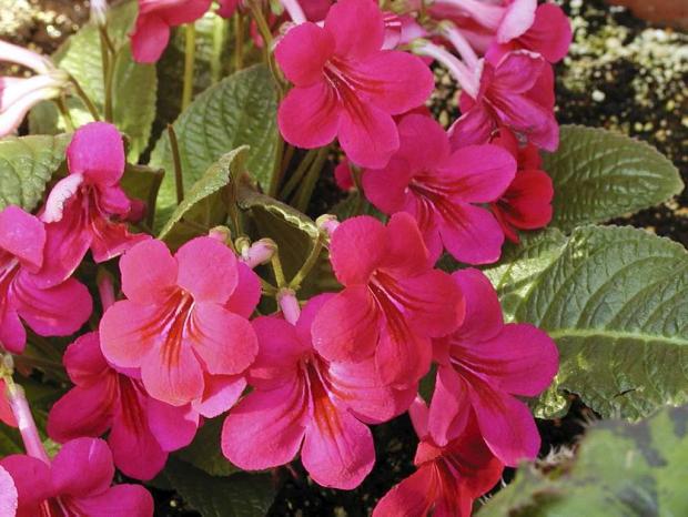 Streptocarpus 'Ruby'