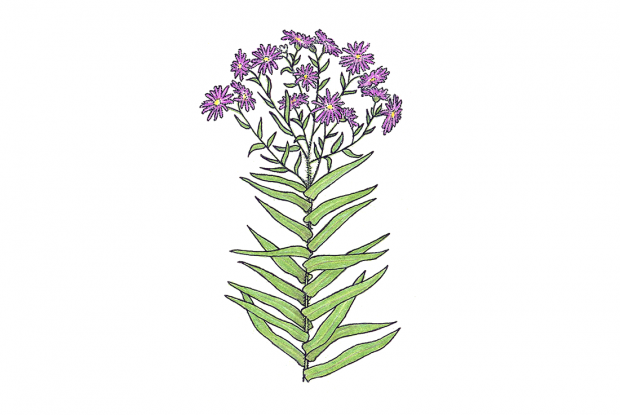 Symphyotrichum novae-angliae (syn. Aster novae-angliae)