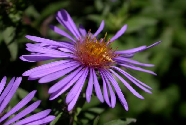 Symphyotrichum novae-angliae