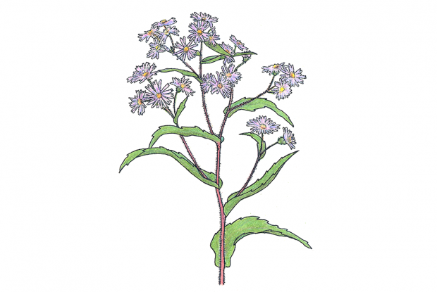 Symphyotrichum puniceum (syn. Aster puniceus)