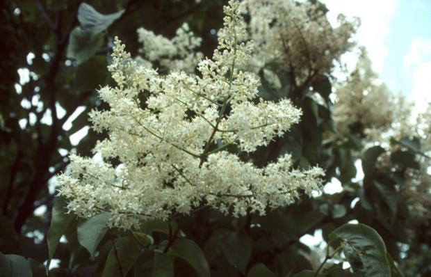 Syringa reticulata 'Ivory Silk'.