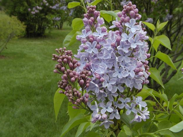 Syringa vulgaris 'Heavenly Blue'.