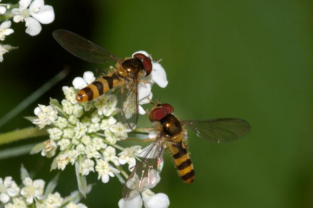 Syrphidae
