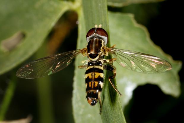 Syrphidae, Québec, Canada.