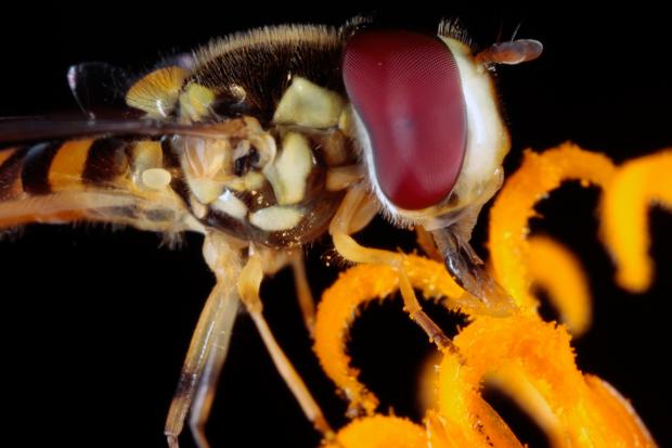 Syrphidae, Québec, Canada.