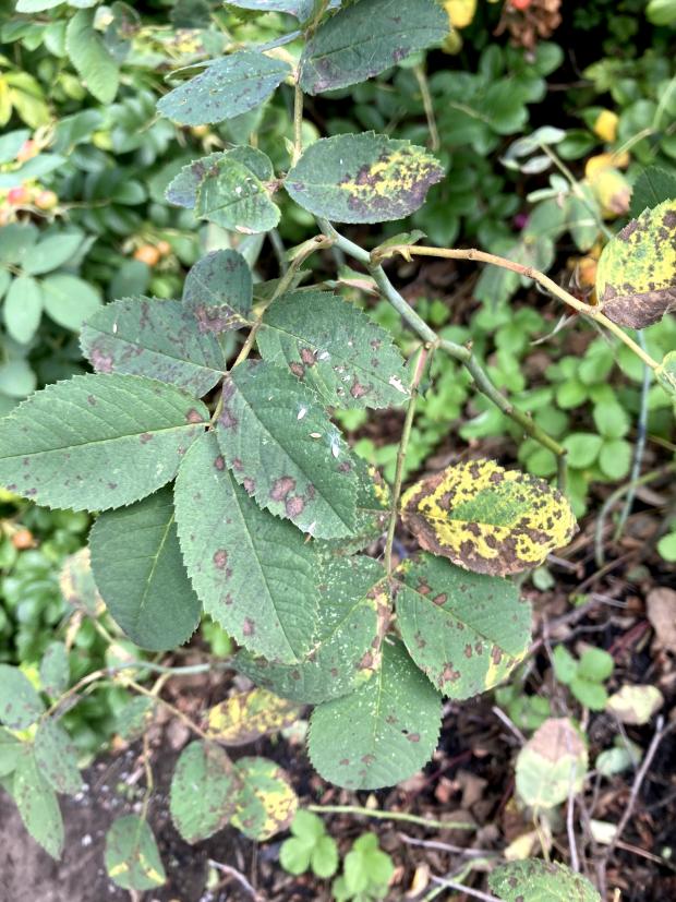 Taches noires sur des feuilles de rosier