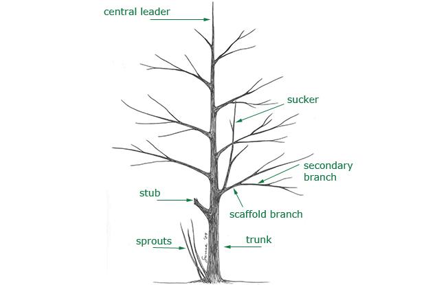 Pruning techniques | Space for life ash plum diagram 