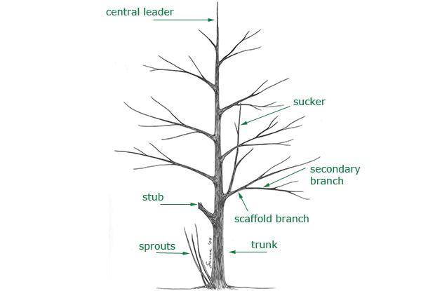 Tree Structure