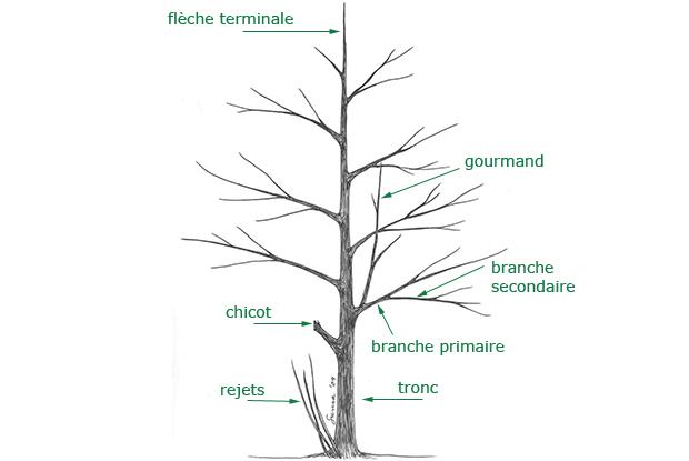 Structure de l'arbre