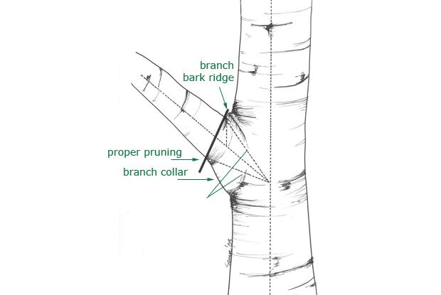 Removing a branch near the trunk