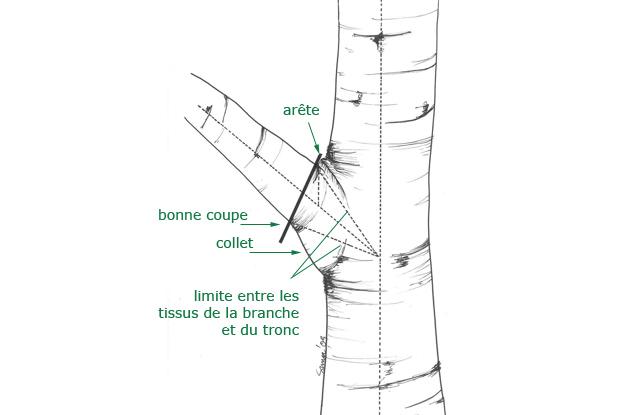 Coupe d'une branche près du tronc