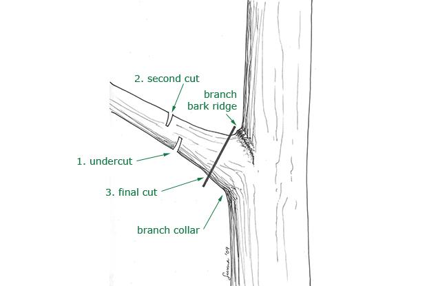 Removing a large branch
