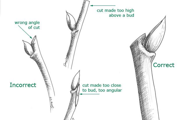Trimming back a twig