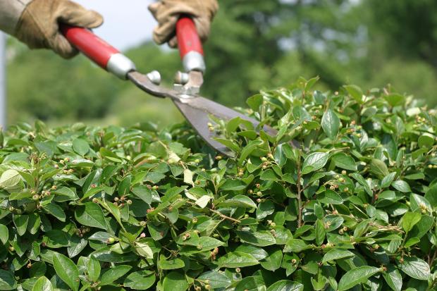Someone is trimming a hedge