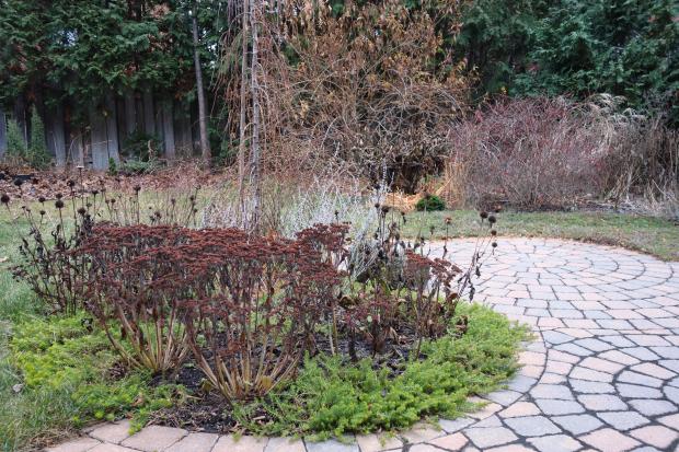 Pruning perennials