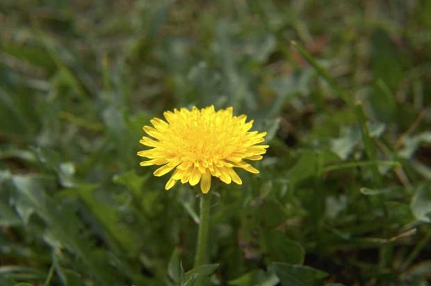 Taraxacum officinale