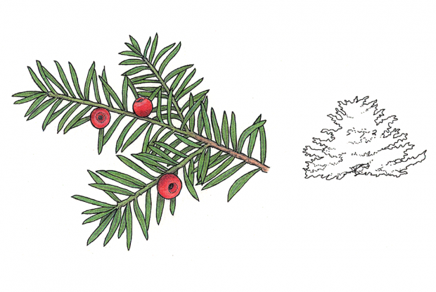 Taxus canadensis