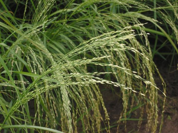 African millet, pearl millet and teff