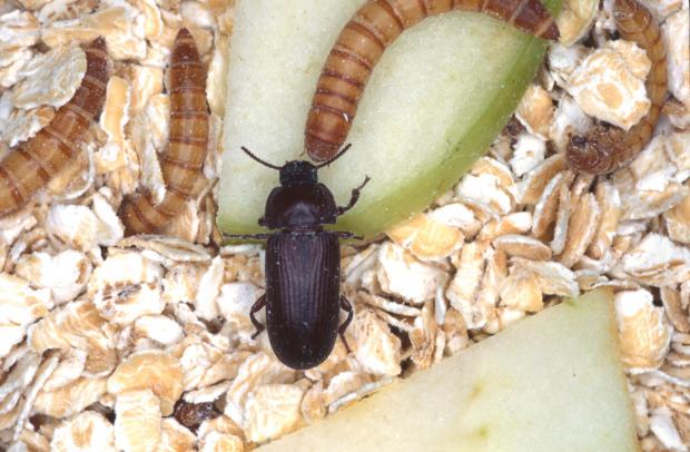 Tenebrio molitor