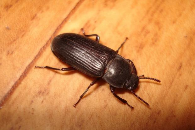 Tenebrio molitor