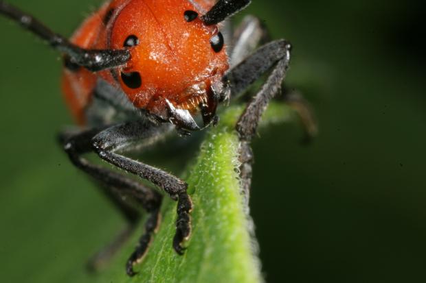 Tetraopes tetrophthalmus