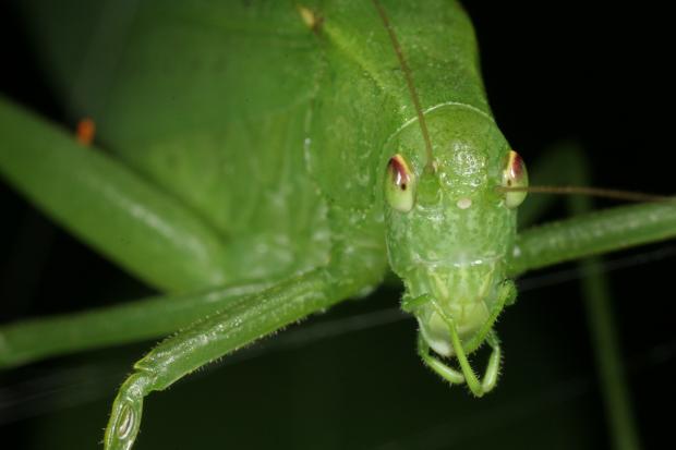 Tettigoniidae