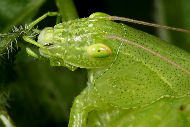 Tettigoniidae, Québec, Canada.