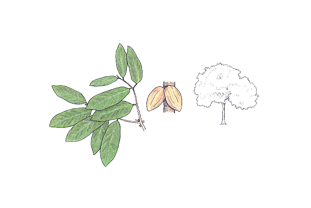 Theobroma cacao (Linnaeus)