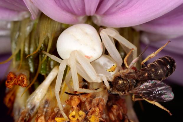 Thomisidae, Québec, Canada.